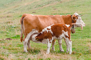 Fototapeta na wymiar Cow breastfeeding veal