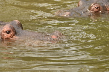 Fototapeta premium hippopotamus having fun in water