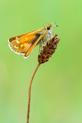 Silver-spotted Skipper