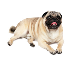 Obraz premium Lying pug