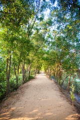 avenue of trees in the park