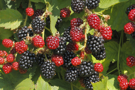 Brombeeren (Rubus sectio Rubus)