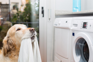 Golden Retriever doing laundry - 61242300