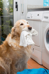 Golden Retriever doing laundry