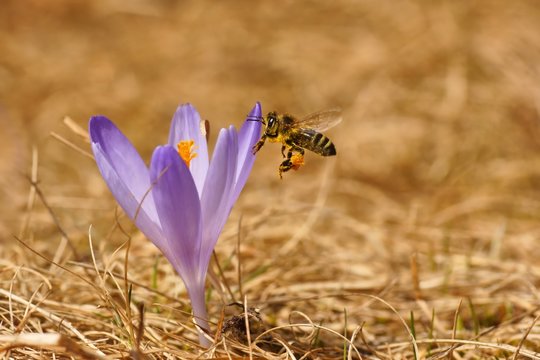 Honeybee (Apis mellifera), bee flying over the crocus