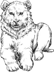 hand drawn lion