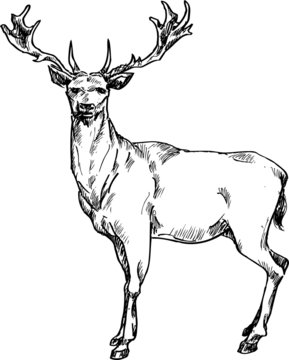 hand drawn deer