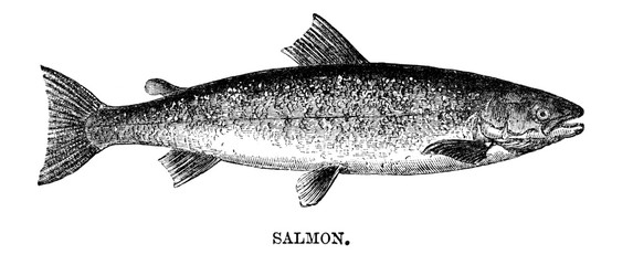 Fototapeta premium salmon