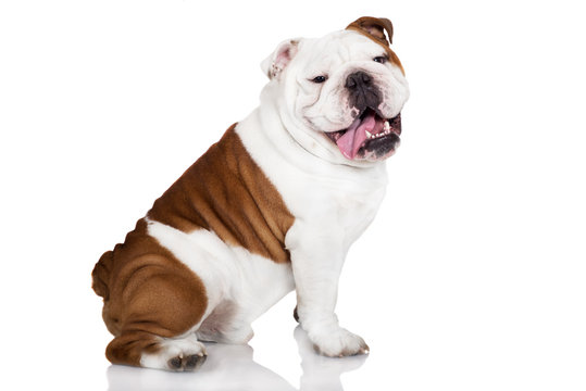 cheerful english bulldog