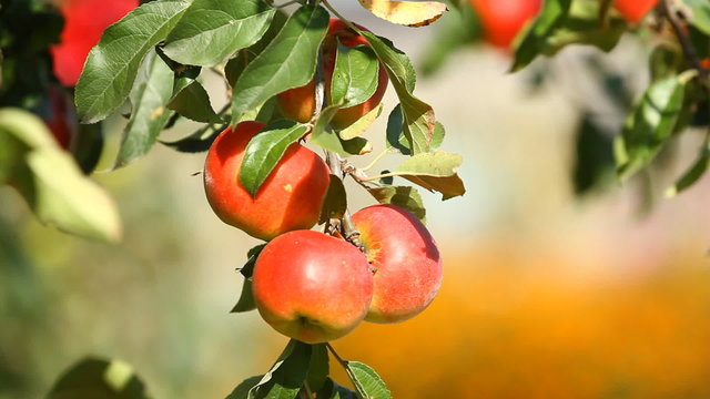 Juicy apples on the tree