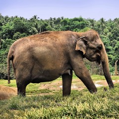 Fototapeta premium elephant in the jungle