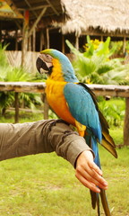 Blue and yellow macaw parrot sitting on hand 