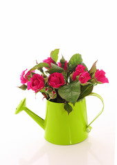 Beautiful rose flowers  in watering can isolated on white