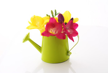 Beautiful freesia flowers  in watering can isolated on white © annata78