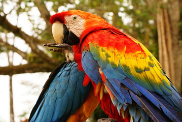 Couple of macaw parrots