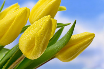 Naklejka premium Żółte tulipany