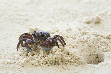 ghost crab leaves its hole