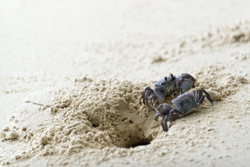 ghost crabs on white sand beach