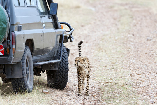 close encounter with cheetah