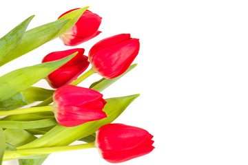 Fototapeta premium Red tulips isolated on white background