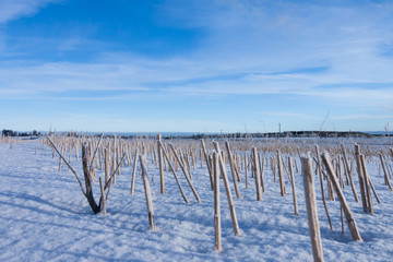 Harvested corn field under snow