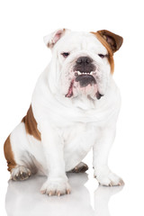 english bulldog with funny teeth