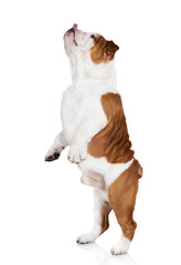 english bulldog dancing