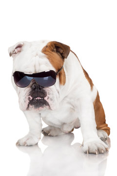 funny english bulldog in sunglasses