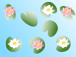 lotus flower - vector