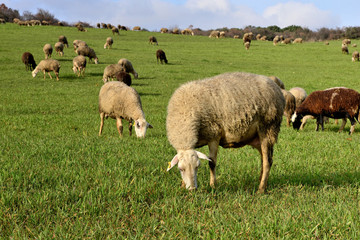 flock of sheep grazing in a green pasture