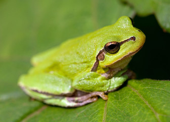 Green Tree Frog