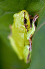 Green Tree Frog