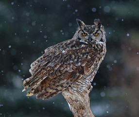 Naklejka premium Great Horned Owl Portrait