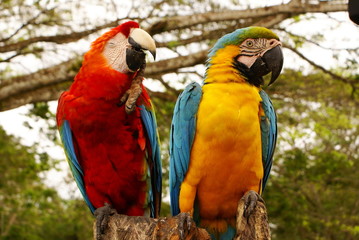  Couple of macaw parrot