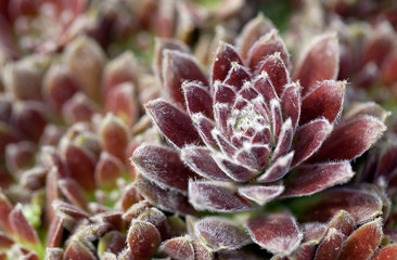 Purple sempervivum plant