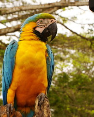  Couple of macaw parrot