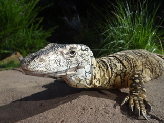 Australien, Reptile in free Nature.