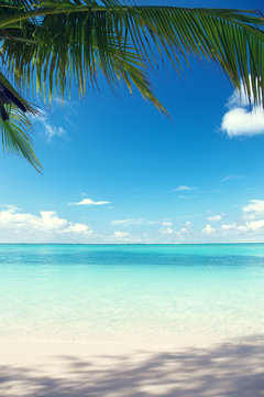 Fototapeta Morze Karaibskie i palmy kokosowe