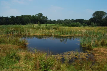 Fototapete Moor im Naturschutzgebiet © henkbouwers