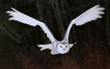 Snowy Owl Flying Right At You © Chris Hill