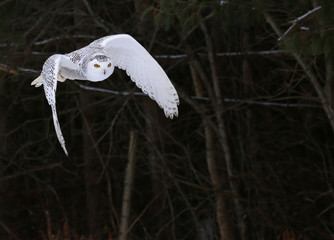 Snowy Owl (Bubo scandiacus)
