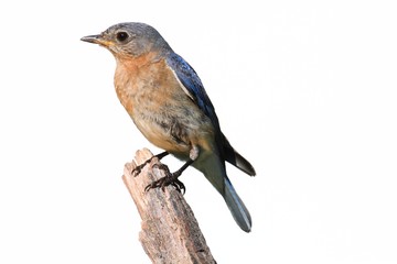 Isolated Female Bluebird On A Perch With A White Background