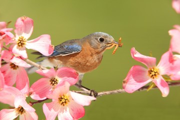 Bluebird with Dogwood flowers