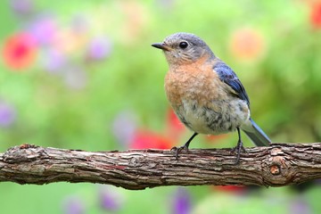 Female Eastern Bluebird
