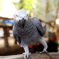 Fototapeta premium Grey Parrot