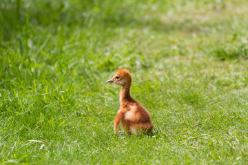 sandhill crane baby chick