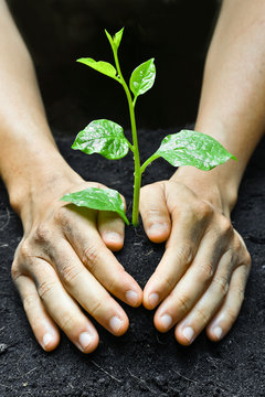 two hands holding and caring a young green plant