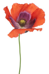 Fototapeta premium MAK