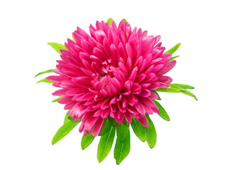 aster flower isolated