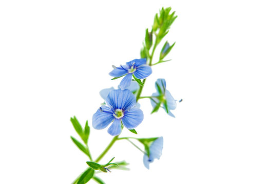 Small Blue Flowers